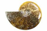 Polished Cretaceous Ammonite (Cleoniceras) Fossil - Madagascar #305919-1